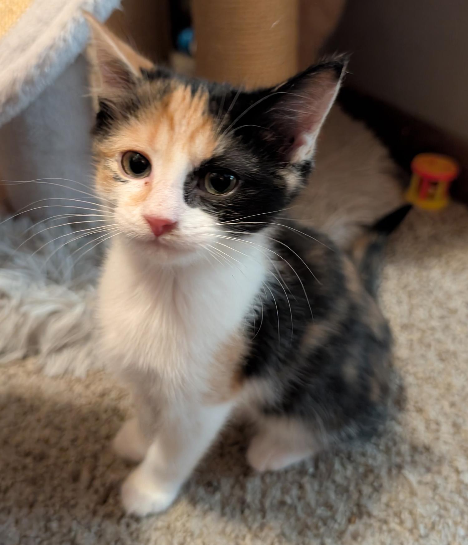 Enlarge Lettuce, a Adoptable Domestic Short Hair in Wadsworth, OH image 1/3