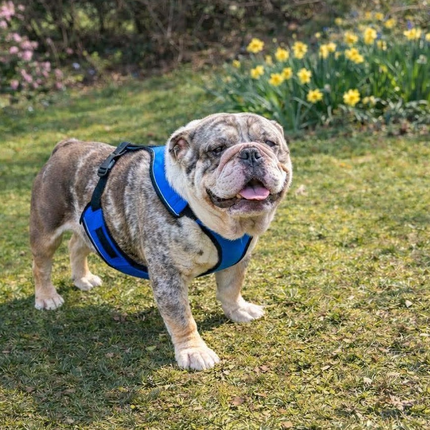 Gordito, Adoptable, Adult Male English Bulldog.