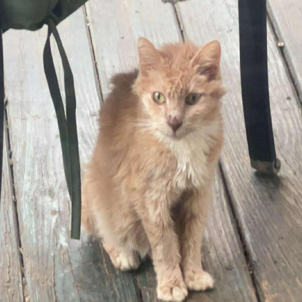 Weasley, Adoptable, Adult Male Domestic Short Hair.