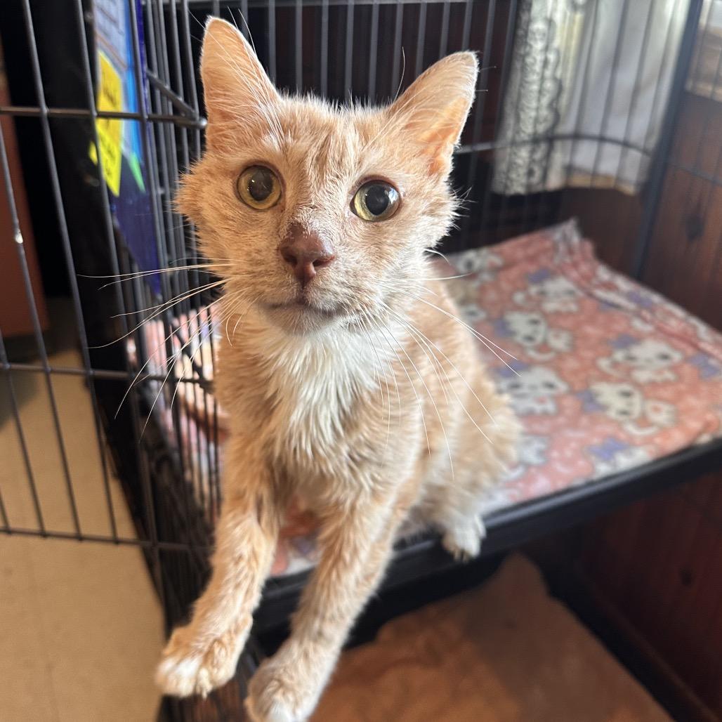 Weasley, a Adoptable Domestic Short Hair in Rocky Mount, VA image 2/2