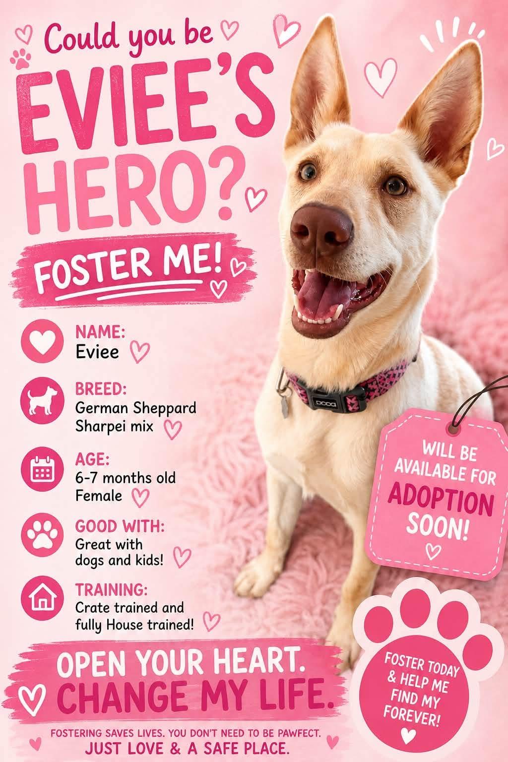 Eviee, ADOPTABLE, Young Female Akita & Belgian Shepherd / Malinois.
