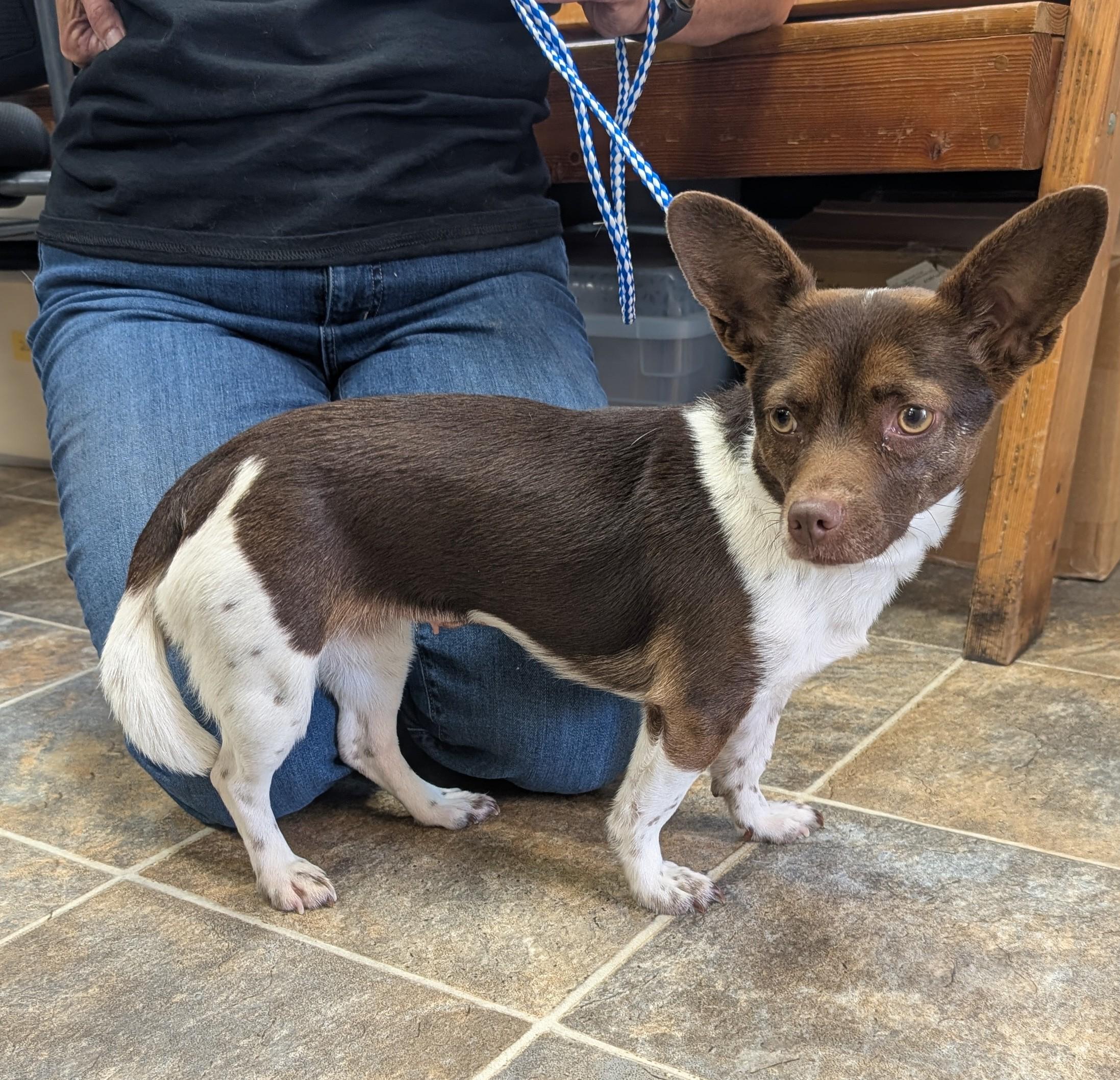 Enlarge Cricket, a ADOPTABLE Chiweenie in Parsons, KS image 1/1