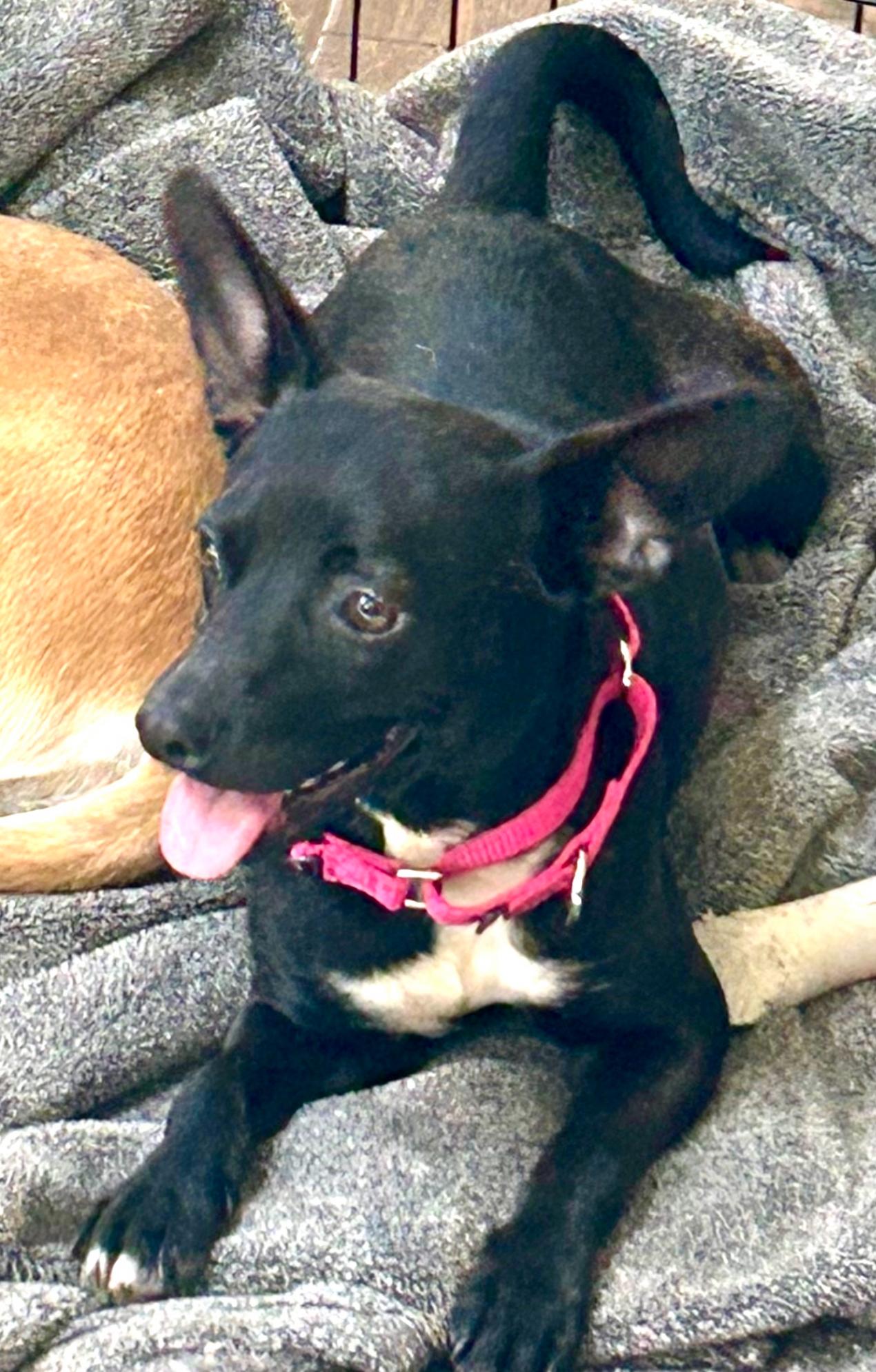 Bryn, Adoptable, Adult Female Chihuahua.