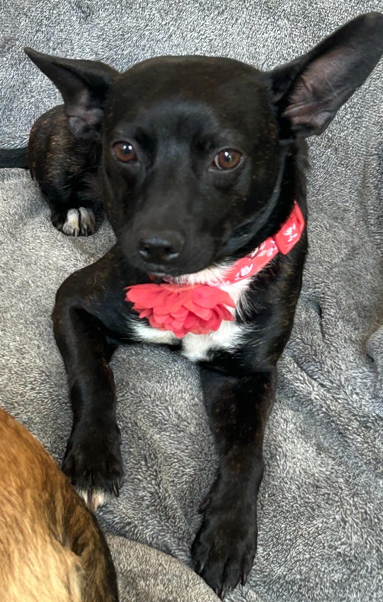 Enlarge Bryn, a Adoptable mixed breed in Roswell, GA image 2/3