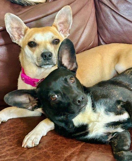 Bryn, a Adoptable mixed breed in Roswell, GA image 4/6