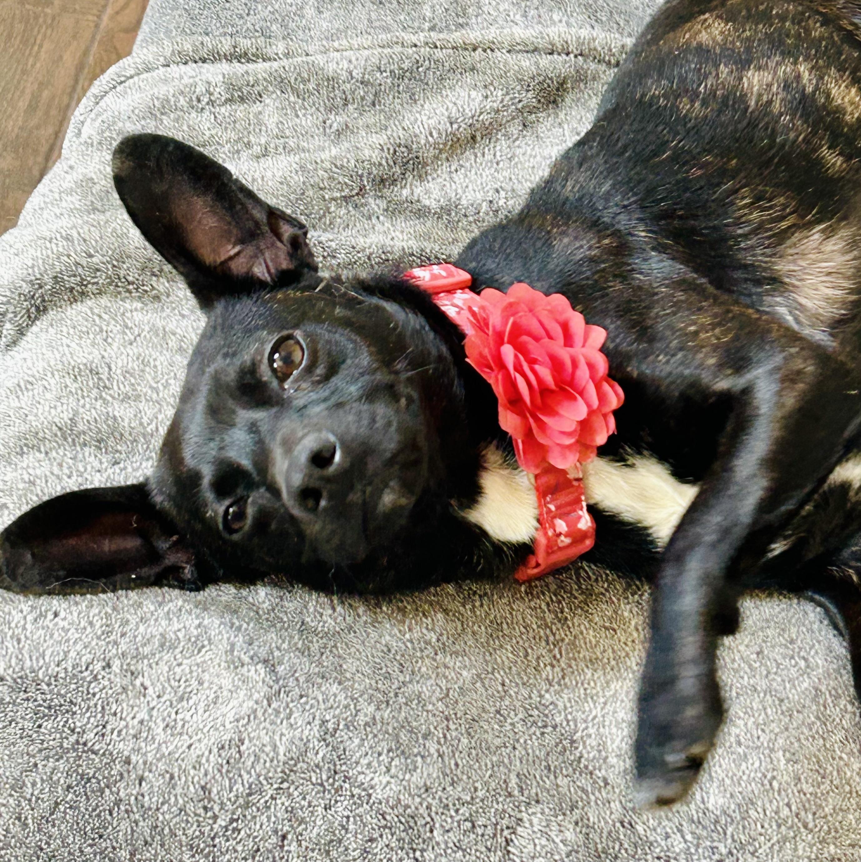 Enlarge Bryn, a Adoptable mixed breed in Roswell, GA image 3/3