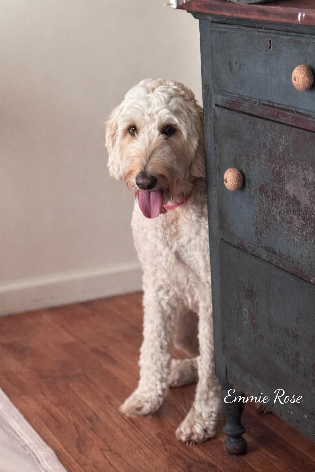 Enlarge Emmie Rose , an adopted mixed breed in SYLVANIA, GA image 2/4