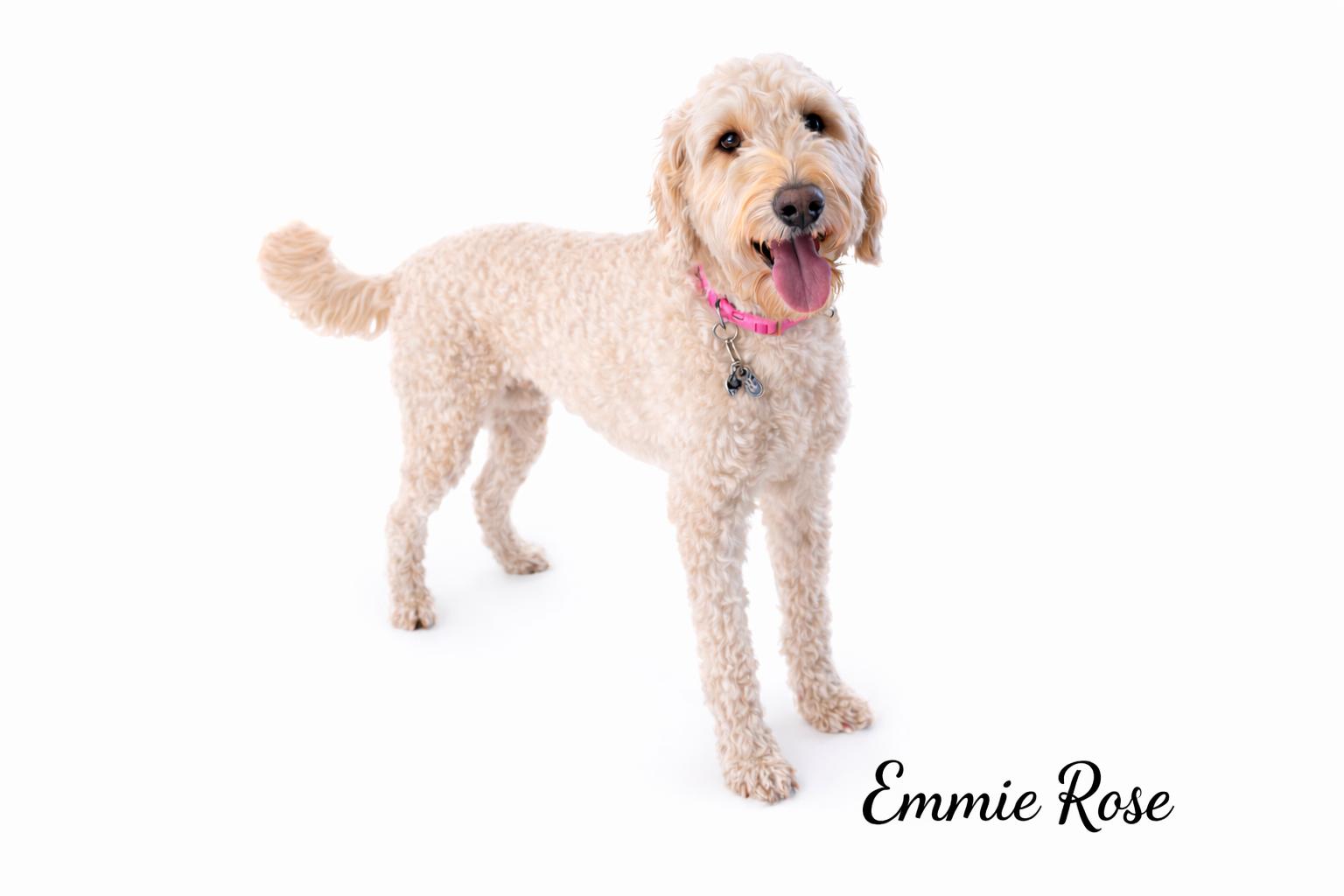 Enlarge Emmie Rose , an adopted mixed breed in SYLVANIA, GA image 1/4