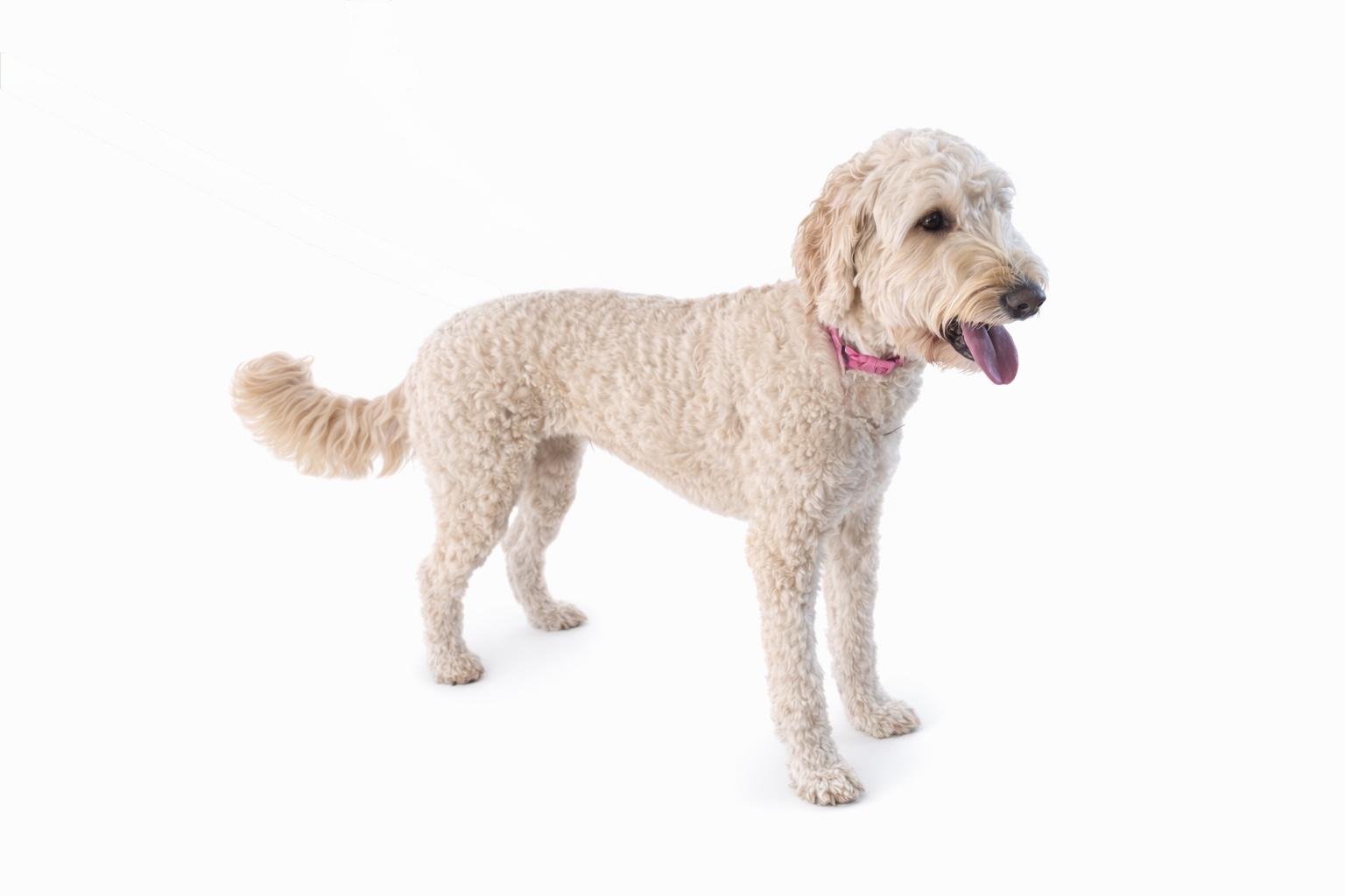 Enlarge Emmie Rose , an adopted mixed breed in SYLVANIA, GA image 3/4