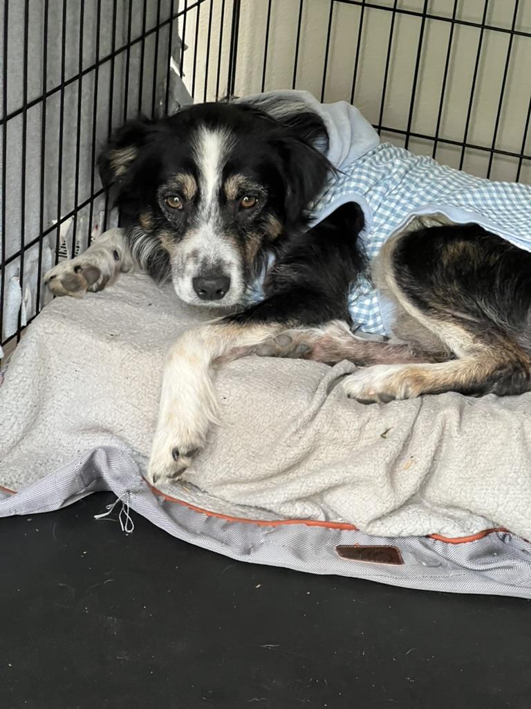 Gage - looking for room to run, loves to play fetch, a Adoptable mixed breed in Sammamish, WA image 5/6