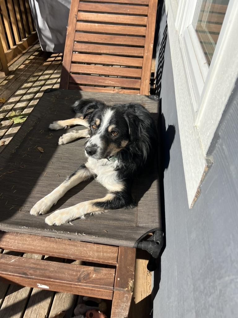 Gage - looking for room to run, loves to play fetch, Adoptable, Adult Male Australian Shepherd & Border Collie.