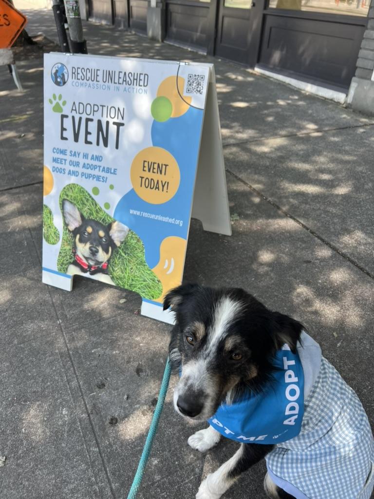 Gage - looking for room to run, loves to play fetch, a Adoptable mixed breed in Sammamish, WA image 6/6