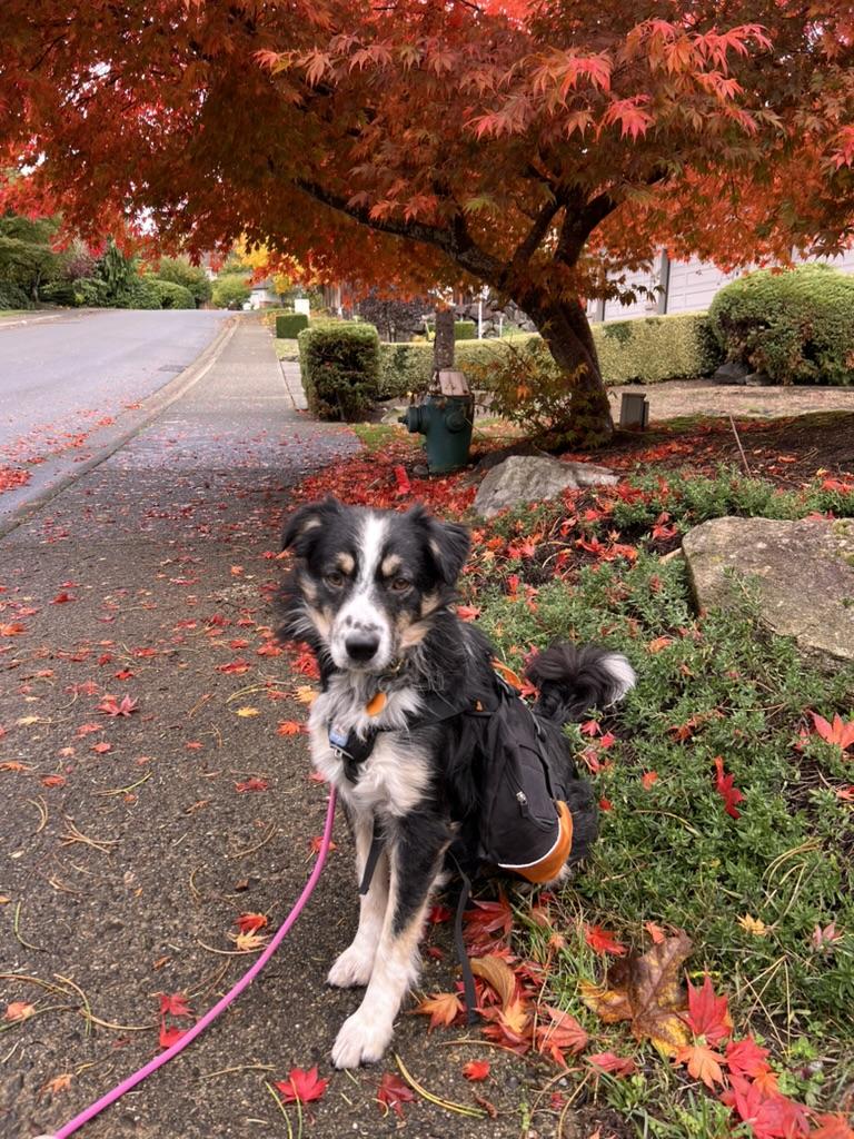 Gage - looking for room to run, loves to play fetch, a Adoptable mixed breed in Sammamish, WA image 1/6