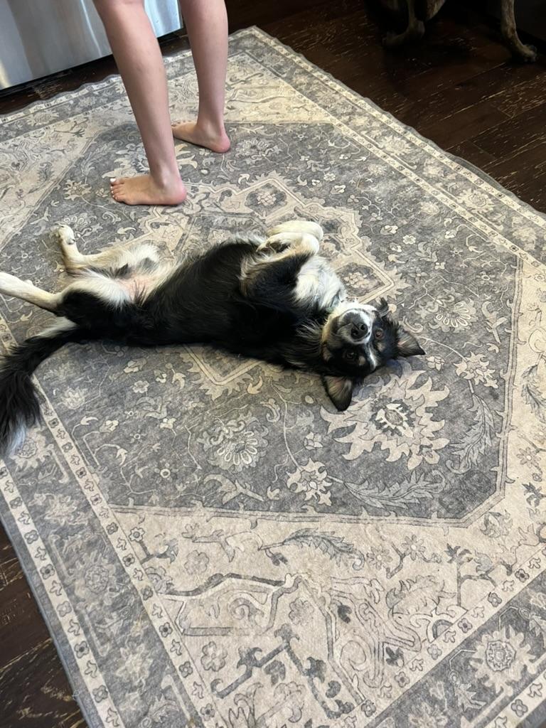 Gage - looking for room to run, loves to play fetch, a Adoptable mixed breed in Sammamish, WA image 3/6