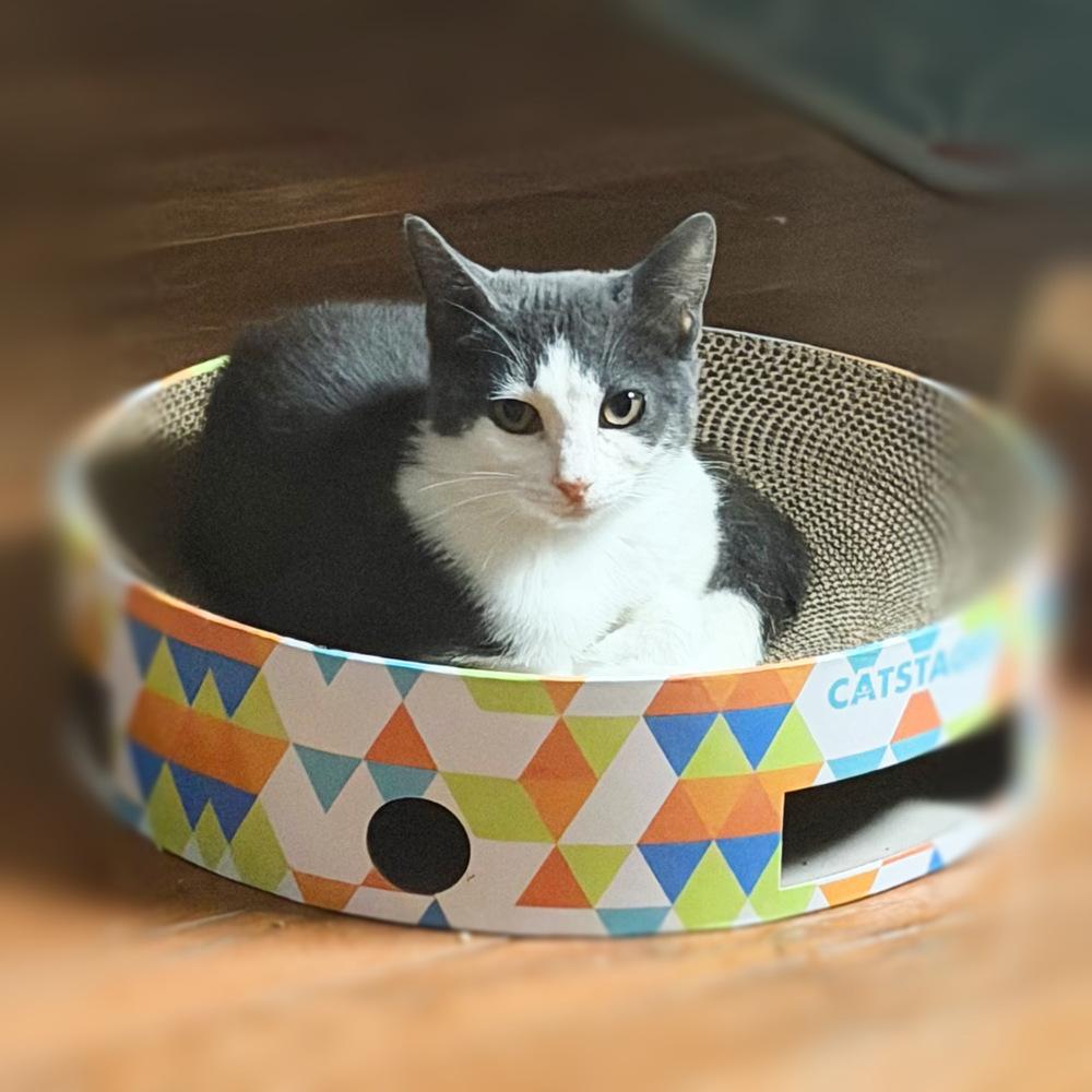 Enlarge Dani, a Adoptable Domestic Short Hair in Silver Spring, MD image 2/4