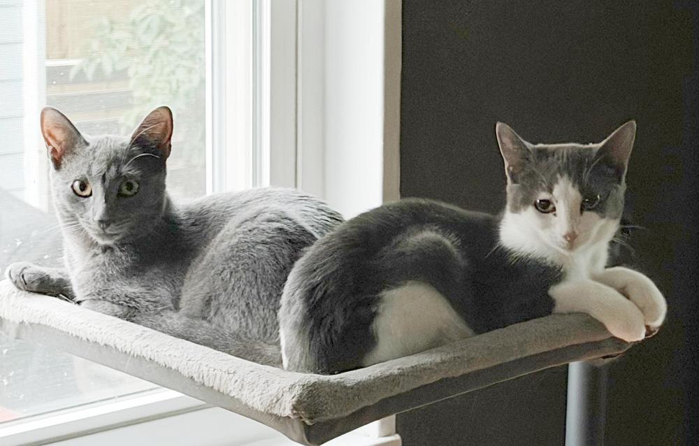Enlarge Dani, a Adoptable Domestic Short Hair in Silver Spring, MD image 4/4