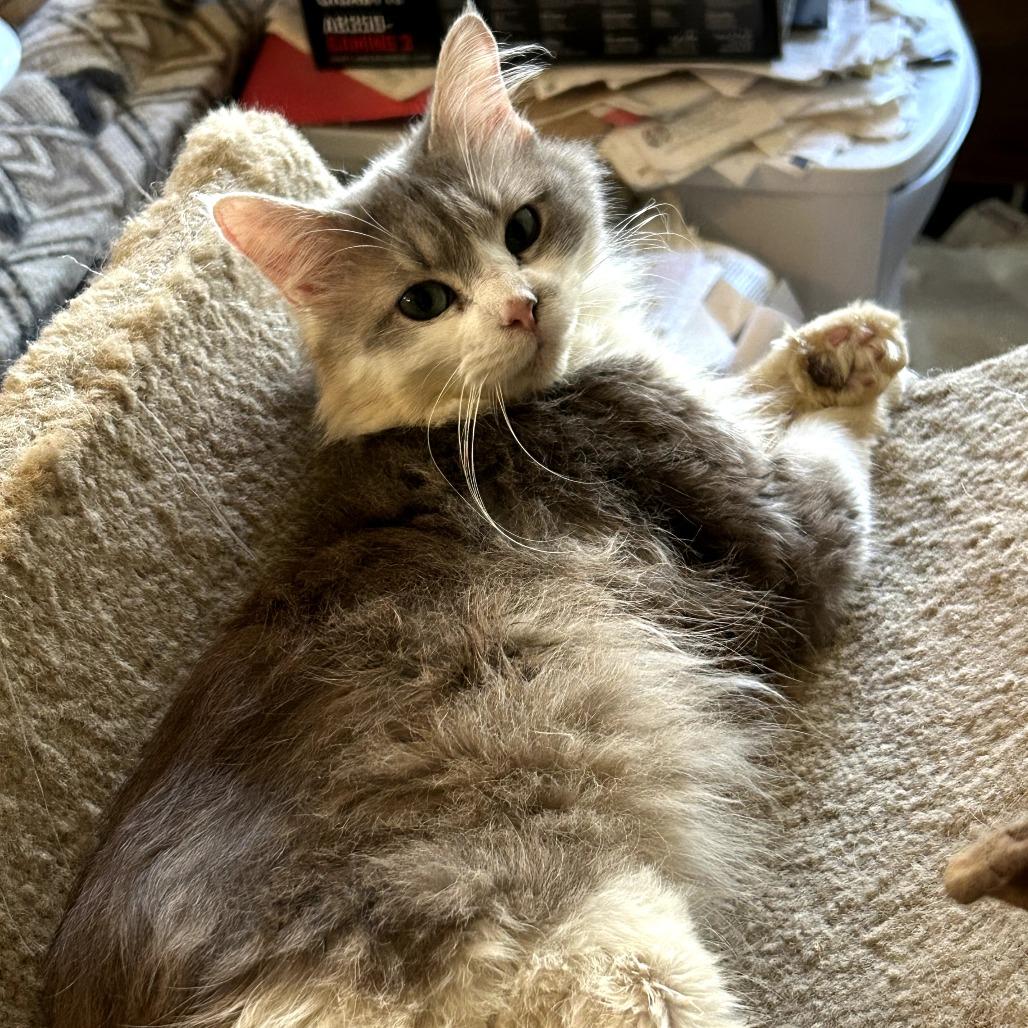 Angel, Adoptable, Adult Male Domestic Long Hair.