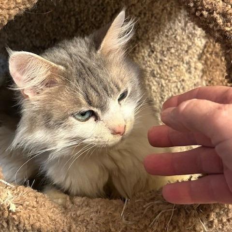 Angel, a Adoptable Domestic Long Hair in League City, TX image 2/6