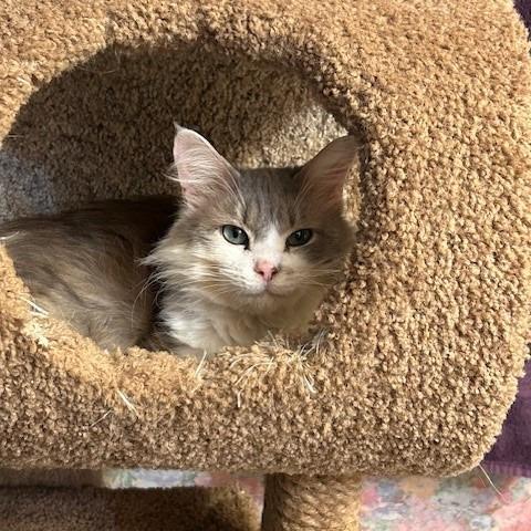 Angel, a Adoptable Domestic Long Hair in League City, TX image 3/6