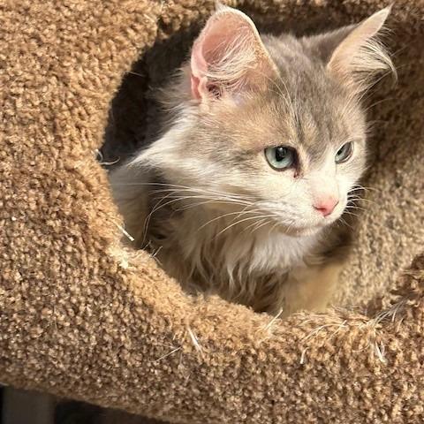 Angel, a Adoptable Domestic Long Hair in League City, TX image 4/6