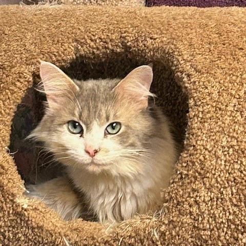 Angel, a Adoptable Domestic Long Hair in League City, TX image 5/6