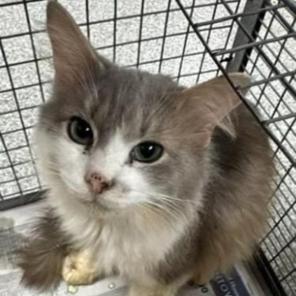 Angel, a Adoptable Domestic Long Hair in League City, TX image 6/6