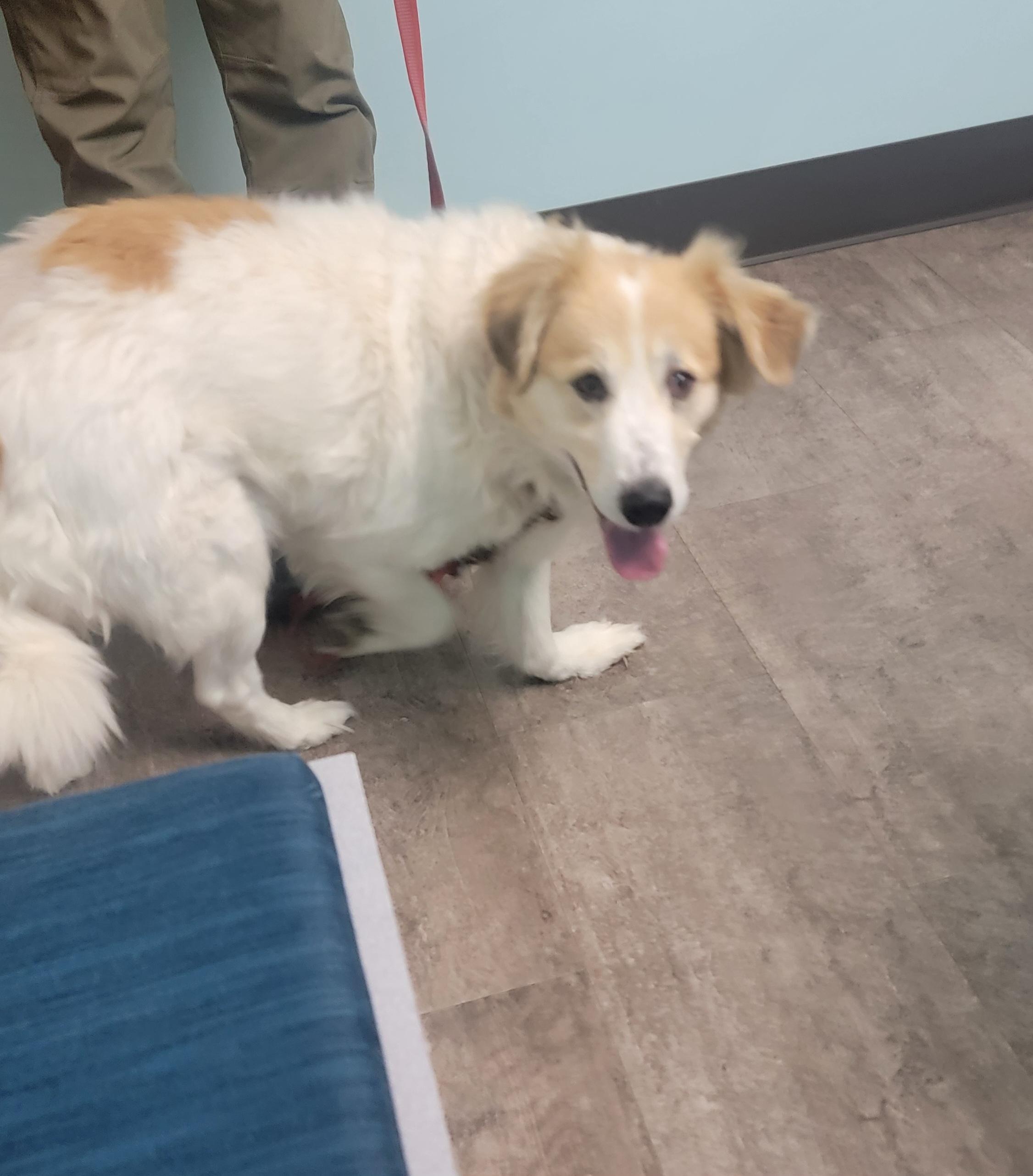 Lottie - SCROLL TO WRITTEN BIO BEFORE CONTACTING US, a ADOPTABLE mixed breed in Rockford, IL image 4/5