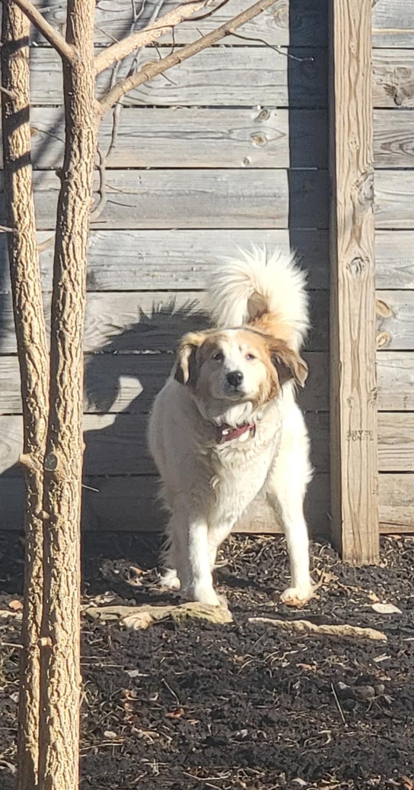 Lottie - SCROLL TO WRITTEN BIO BEFORE CONTACTING US, a ADOPTABLE mixed breed in Rockford, IL image 3/5