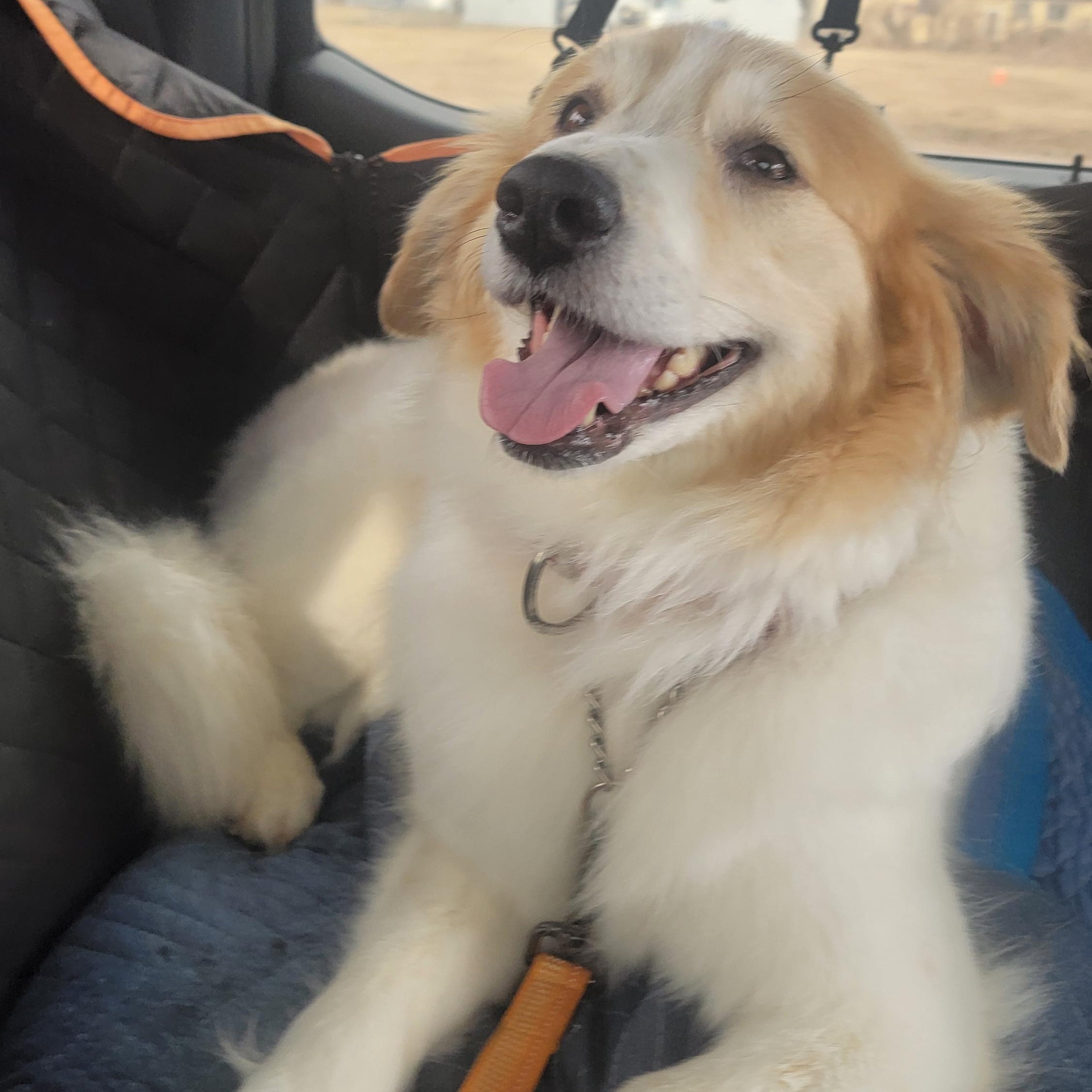 Lottie - SCROLL TO WRITTEN BIO BEFORE CONTACTING US, a ADOPTABLE mixed breed in Rockford, IL image 2/5