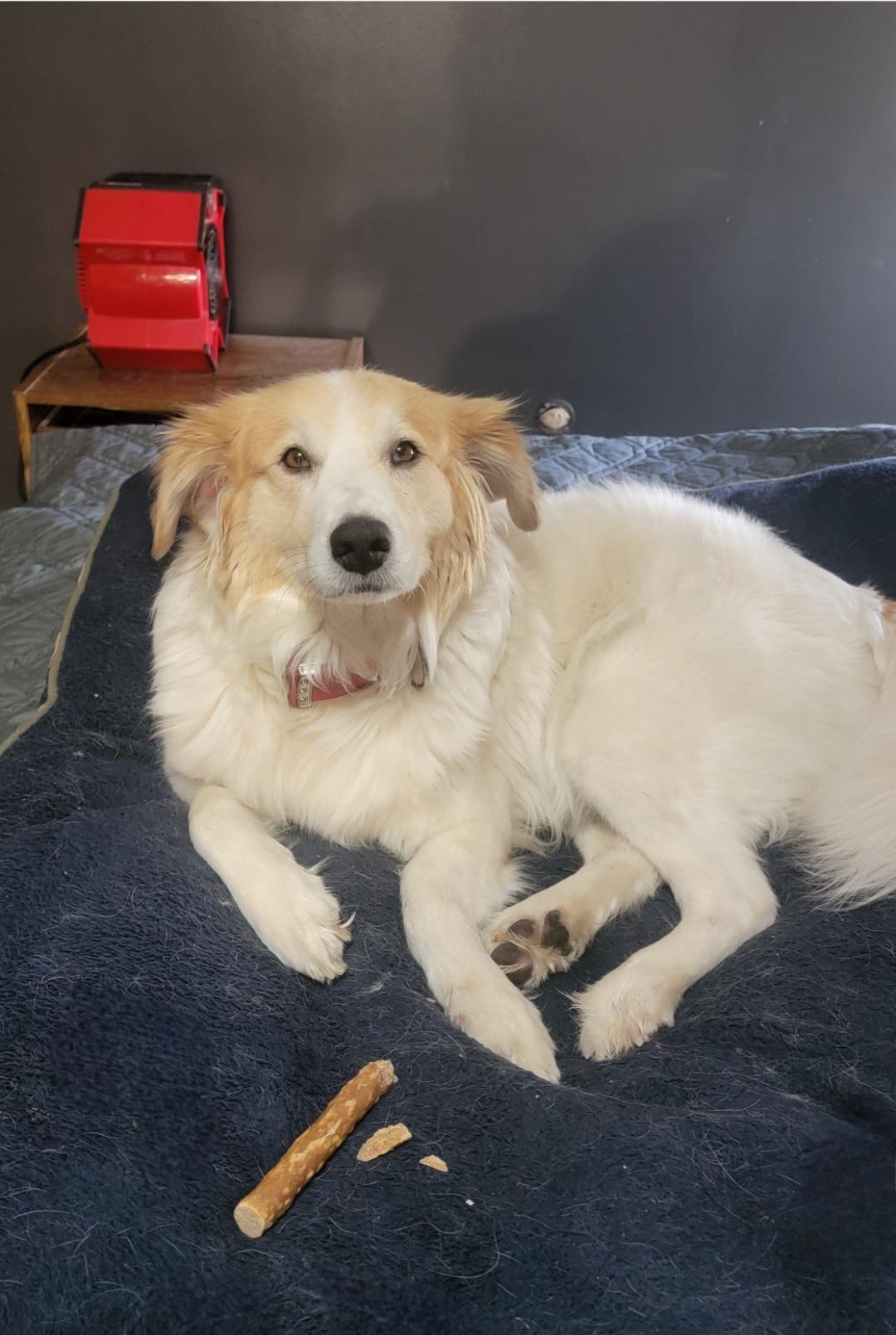 Lottie - SCROLL TO WRITTEN BIO BEFORE CONTACTING US, ADOPTABLE, Young Female Great Pyrenees & Australian Shepherd.