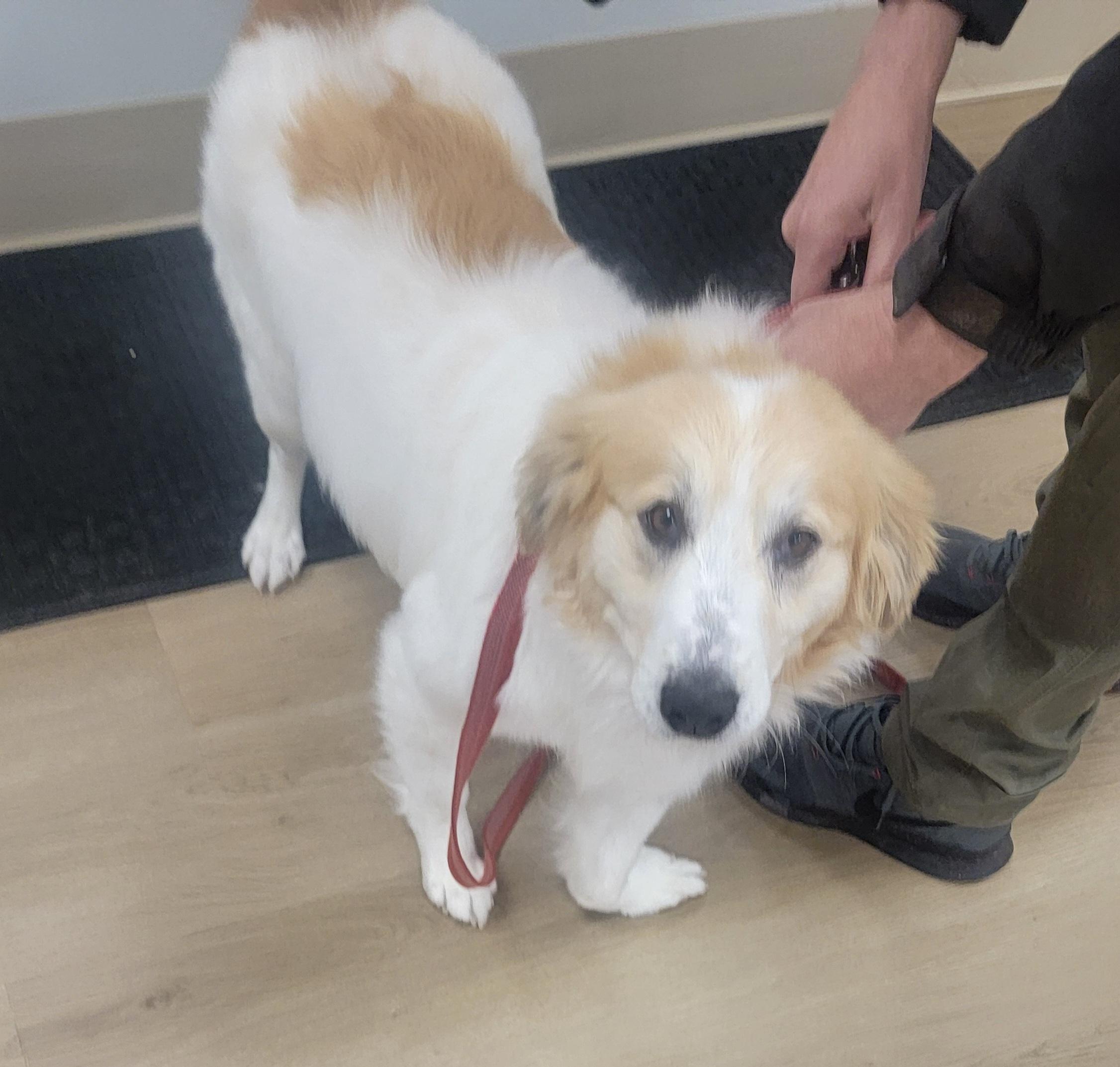Lottie - SCROLL TO WRITTEN BIO BEFORE CONTACTING US, a ADOPTABLE mixed breed in Rockford, IL image 5/5