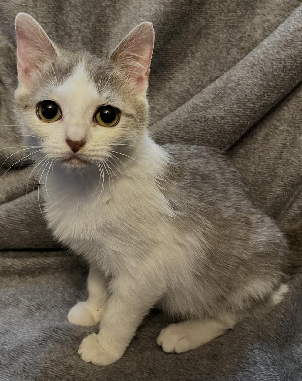 Enlarge Errol, a Adoptable Domestic Short Hair in Connelly Springs, NC image 3/4