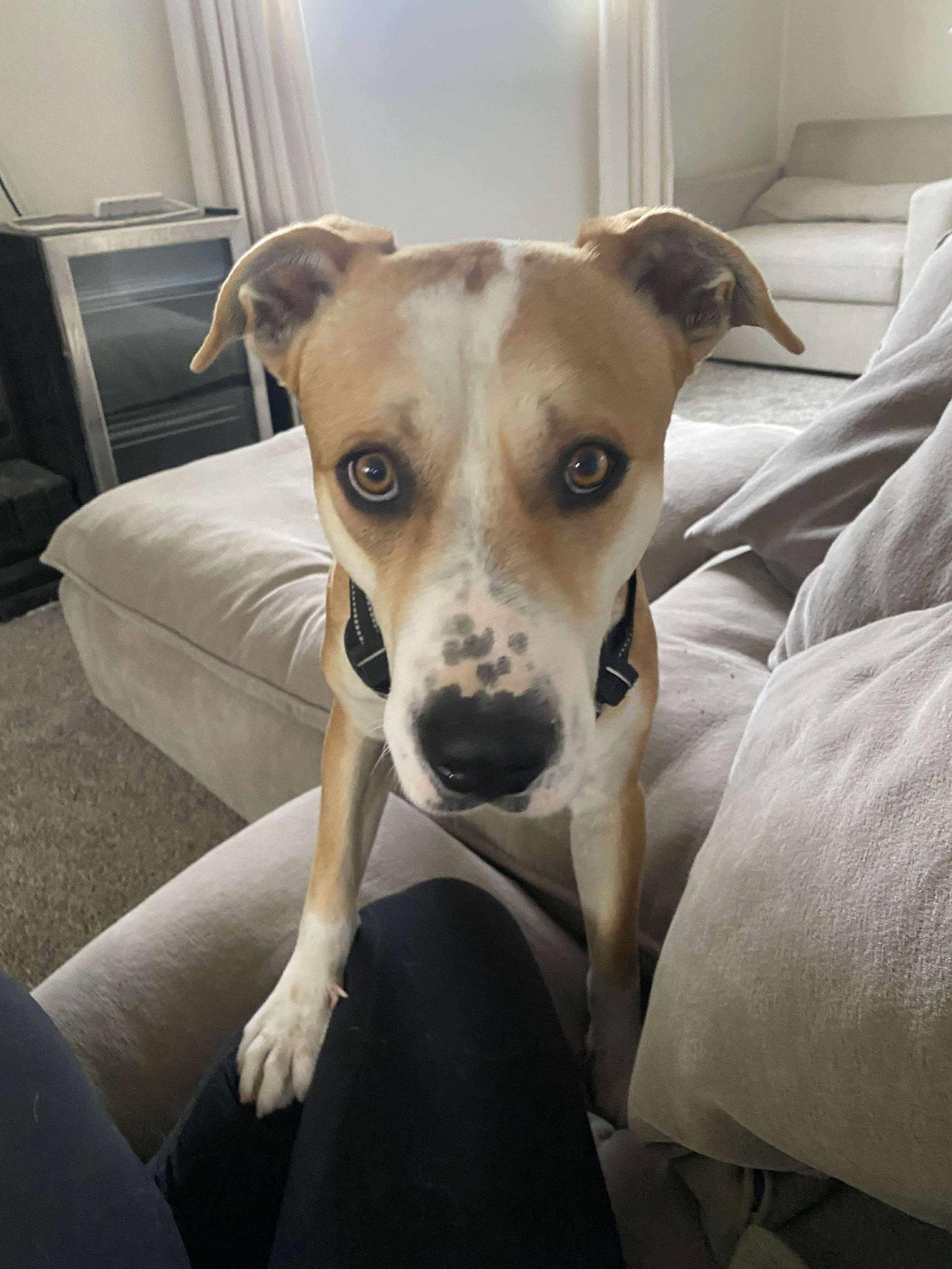 Toby, Adopted, Young Male Australian Cattle Dog / Blue Heeler & Hound.