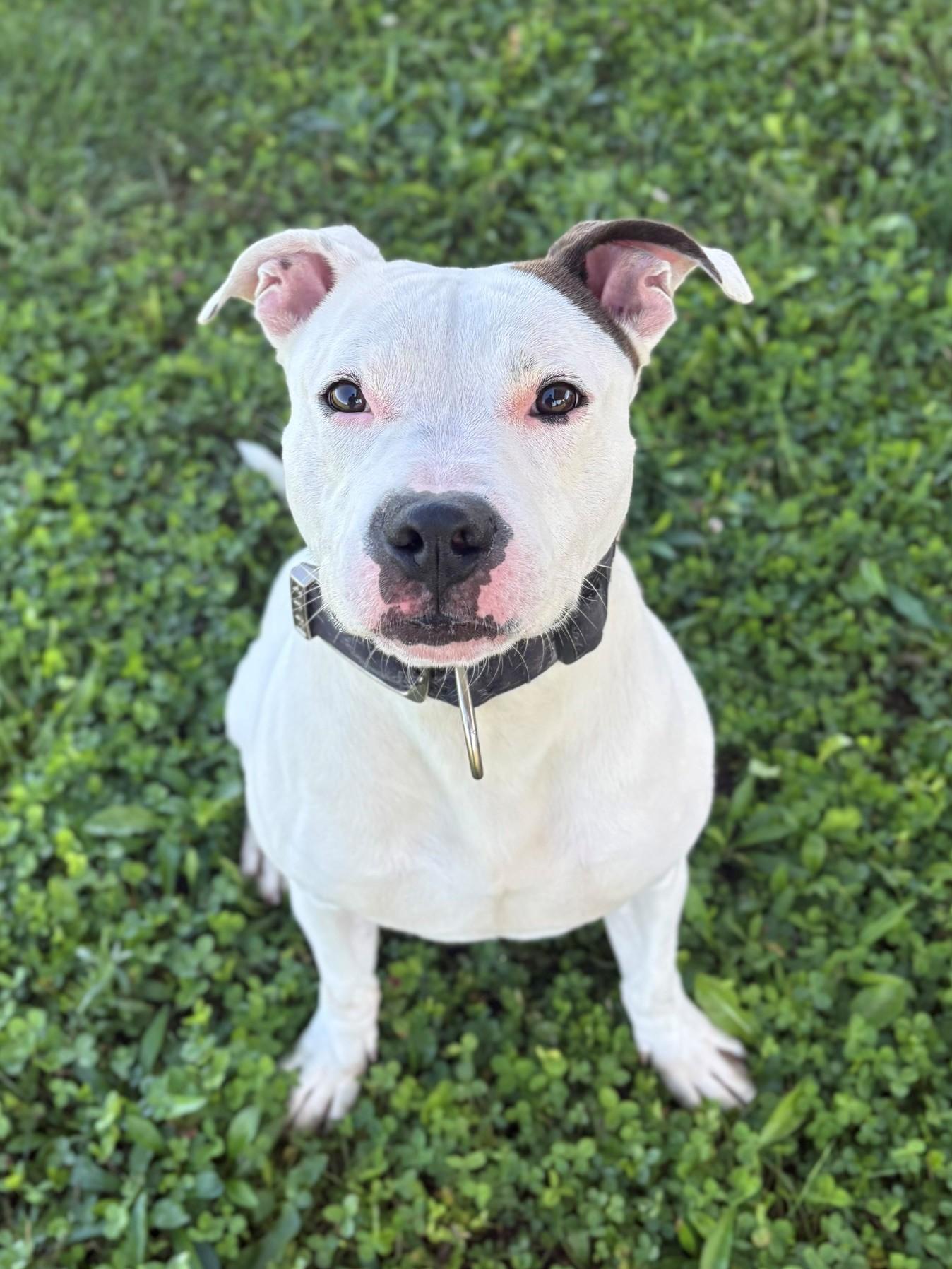 Enlarge Vosper, a Adoptable Mixed Breed in Ionia, MI image 3/6