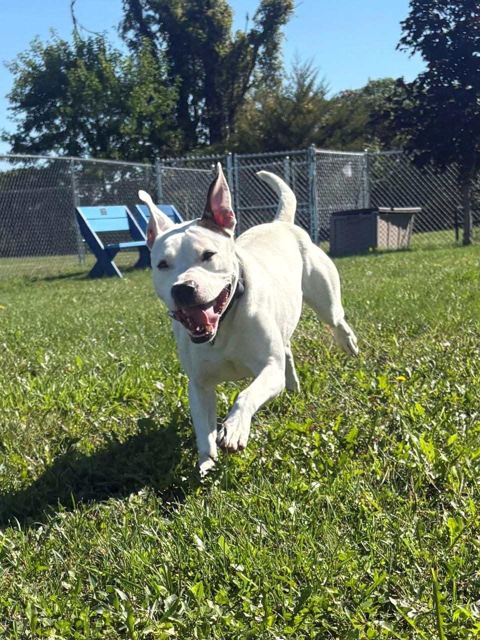 Enlarge Vosper, a Adoptable Mixed Breed in Ionia, MI image 4/6