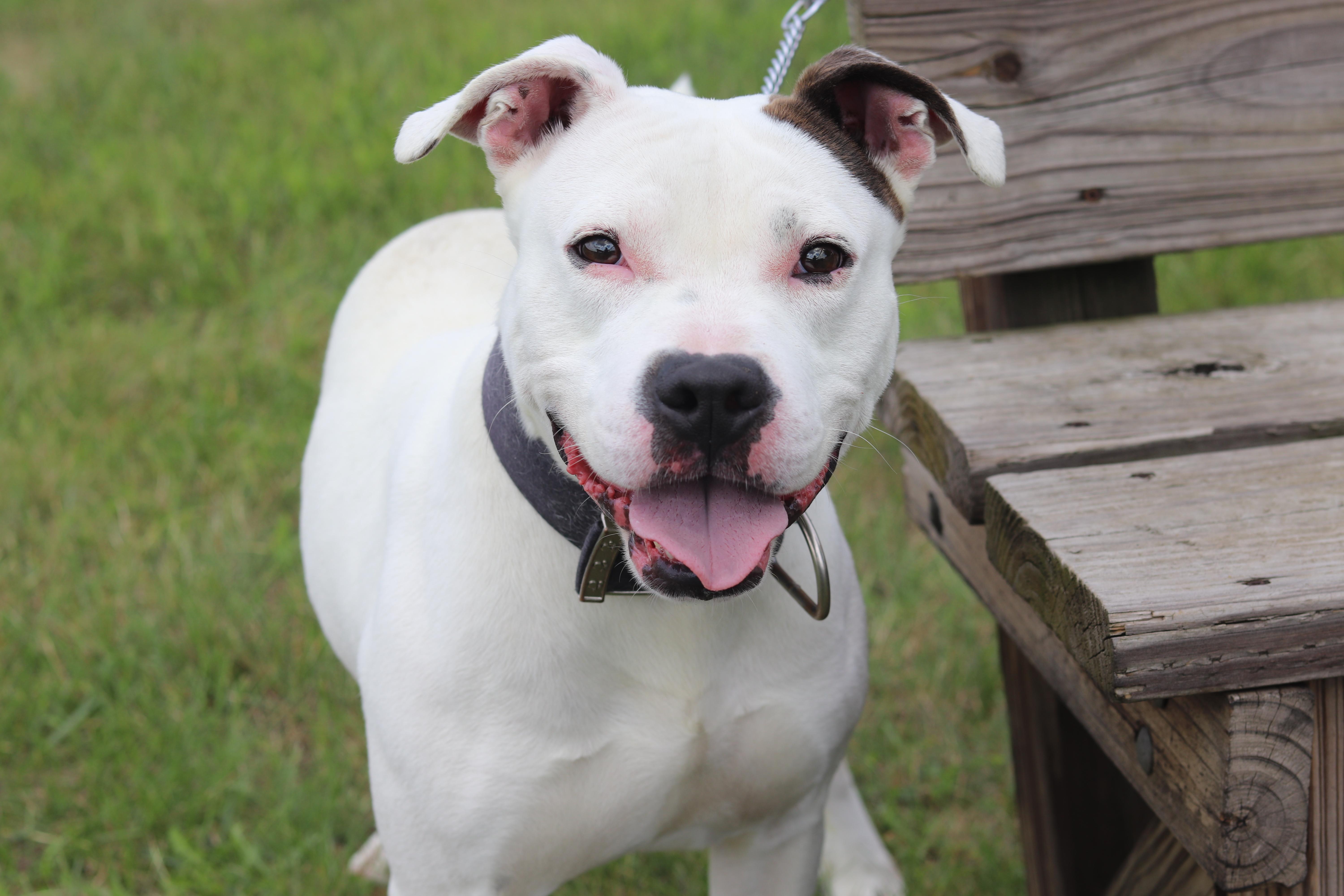 Enlarge Vosper, a Adoptable Mixed Breed in Ionia, MI image 1/6