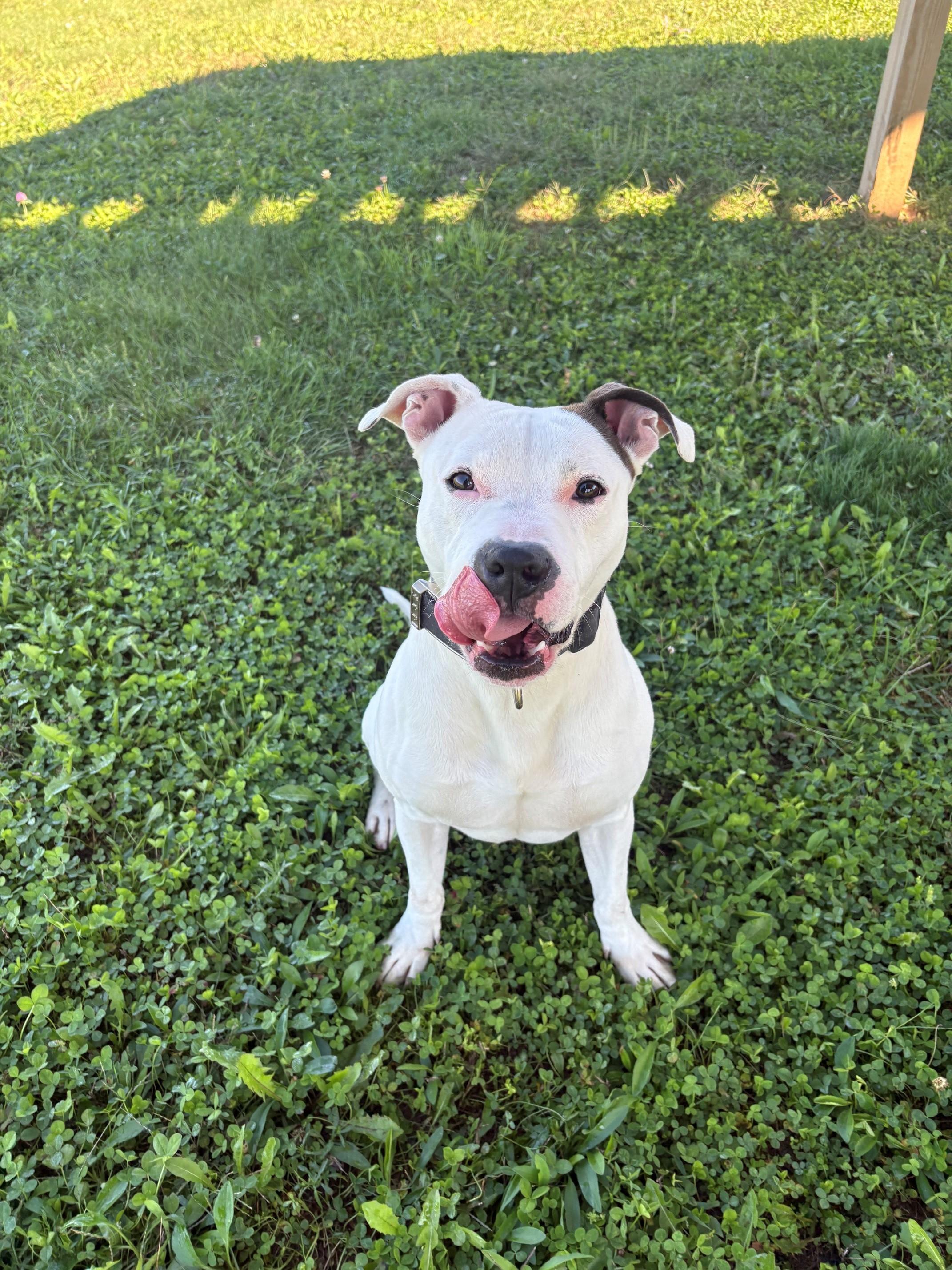 Enlarge Vosper, a Adoptable Mixed Breed in Ionia, MI image 6/6