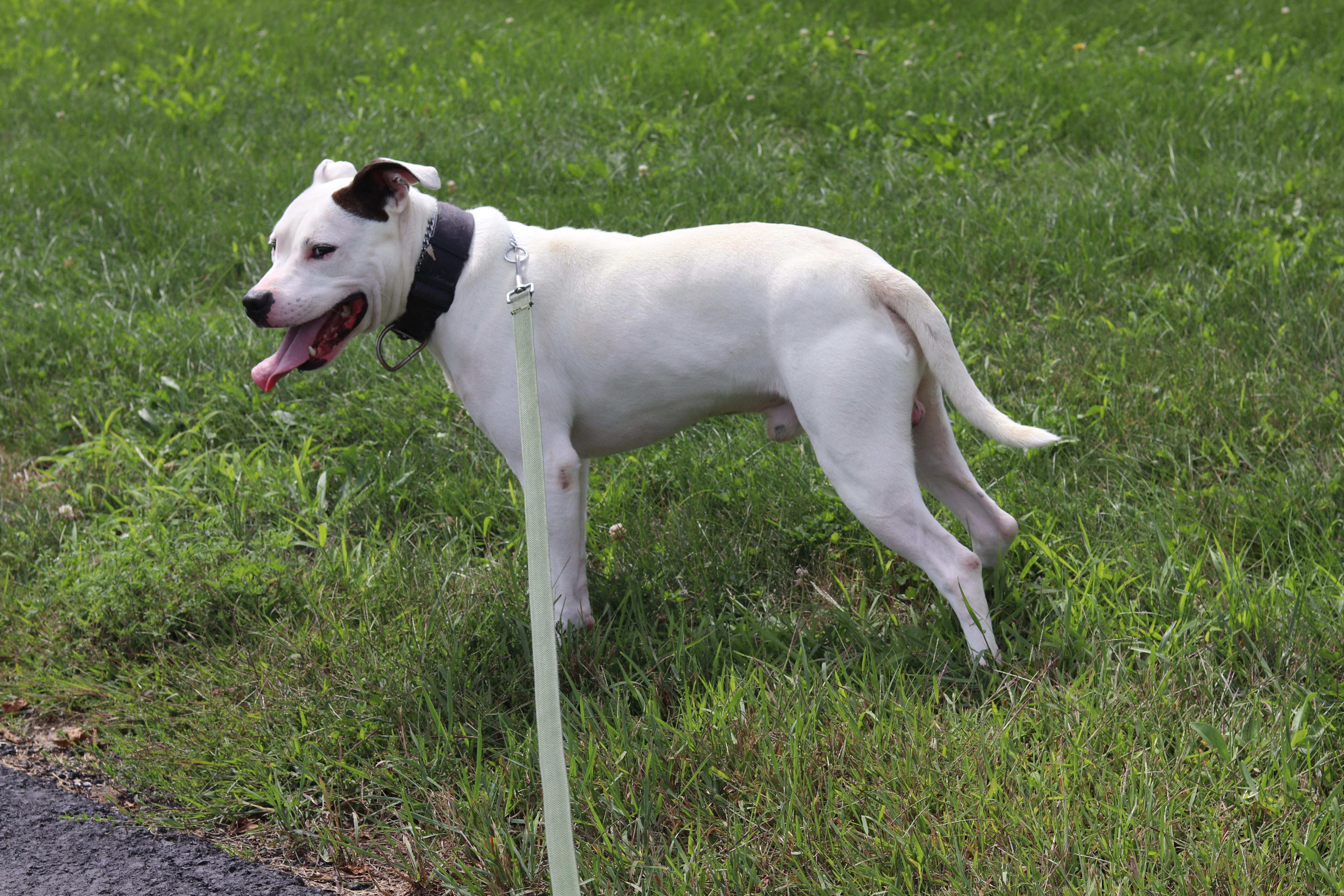 Enlarge Vosper, a Adoptable Mixed Breed in Ionia, MI image 2/6