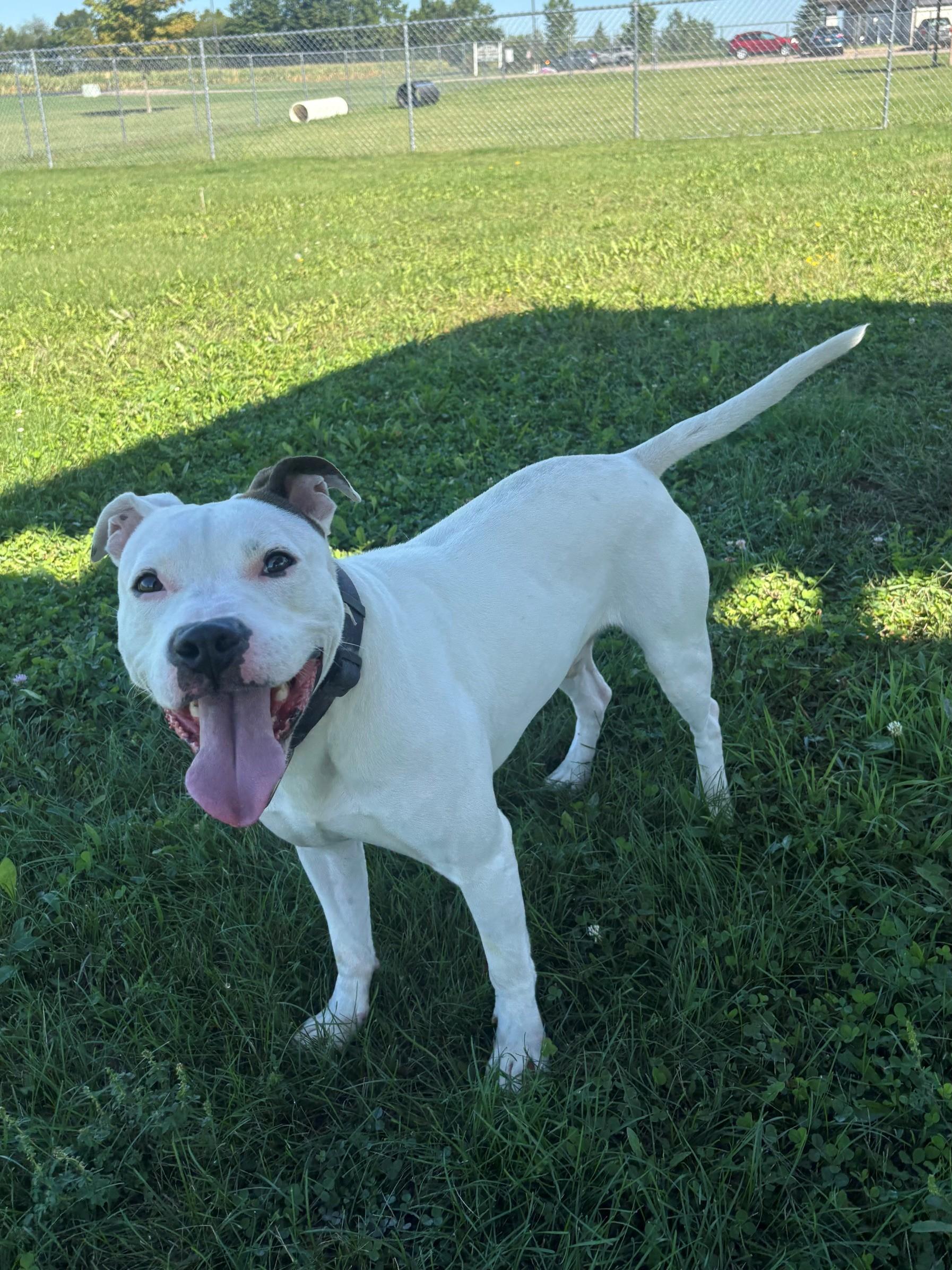 Enlarge Vosper, a Adoptable Mixed Breed in Ionia, MI image 5/6
