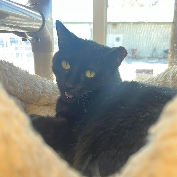 Enlarge Raisin, a Adoptable Domestic Short Hair in Milan, IL image 1/4