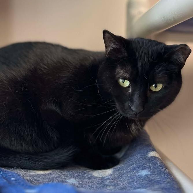 Enlarge Raisin, a Adoptable Domestic Short Hair in Milan, IL image 3/4