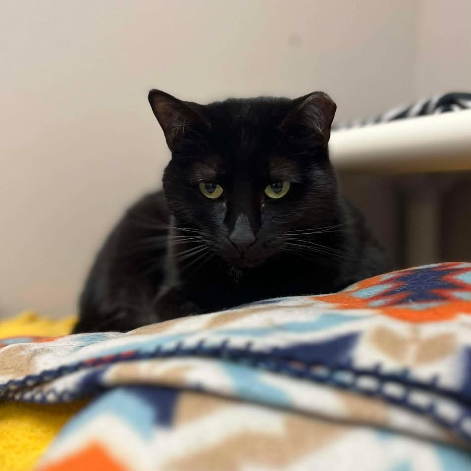 Enlarge Raisin, a Adoptable Domestic Short Hair in Milan, IL image 4/4