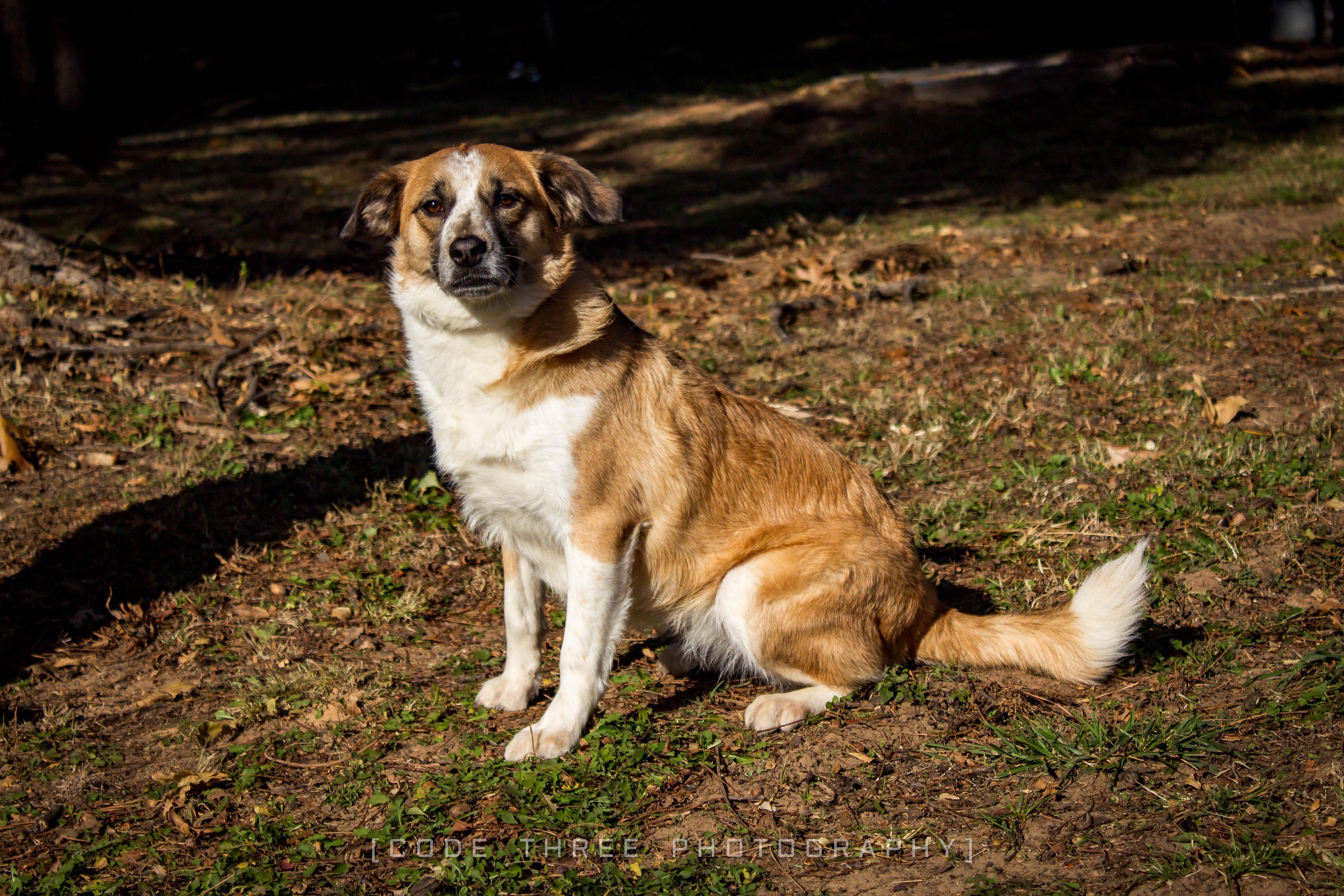 Zelley, a Adoptable mixed breed in Jenks, OK image 1/2
