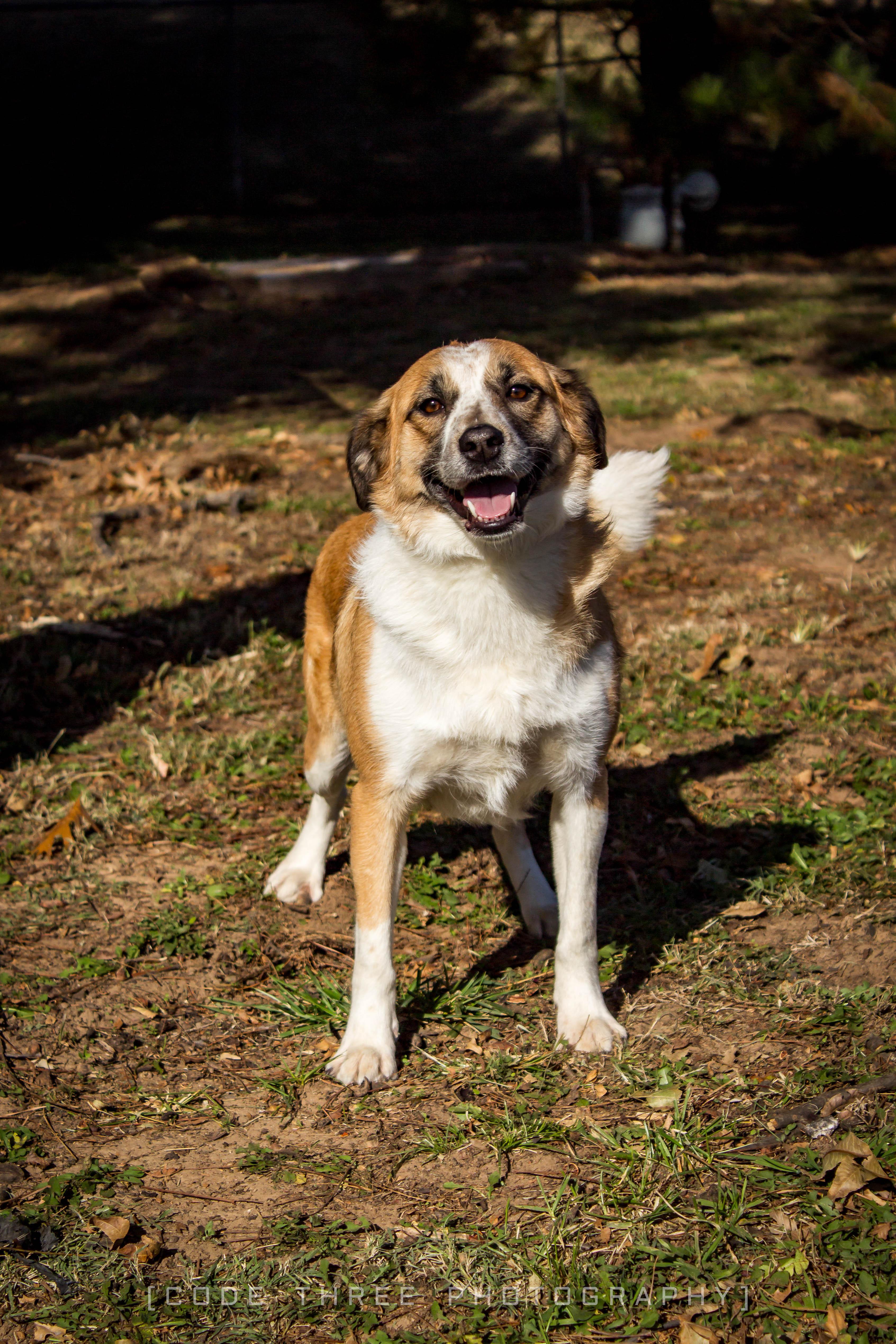 Zelley, a Adoptable mixed breed in Jenks, OK image 2/2