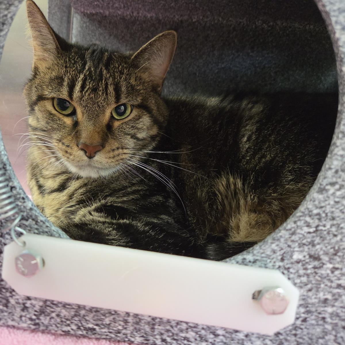 Hopscotch, Adoptable, Adult Male Domestic Short Hair.