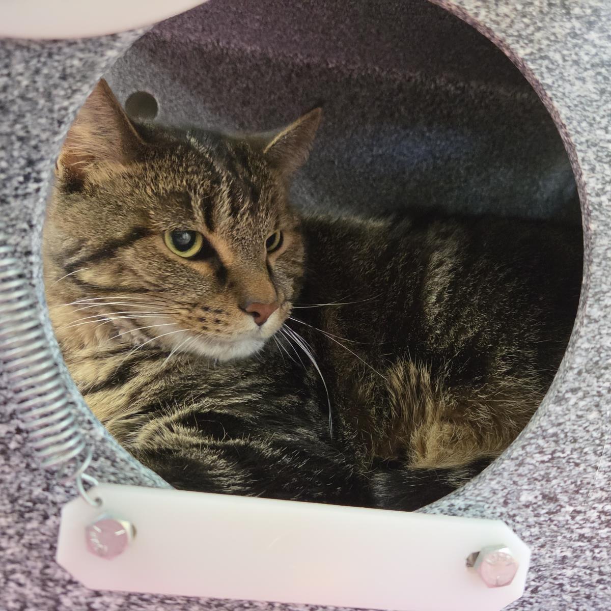 Enlarge Hopscotch, a Adoptable Domestic Short Hair in Plover, WI image 2/2