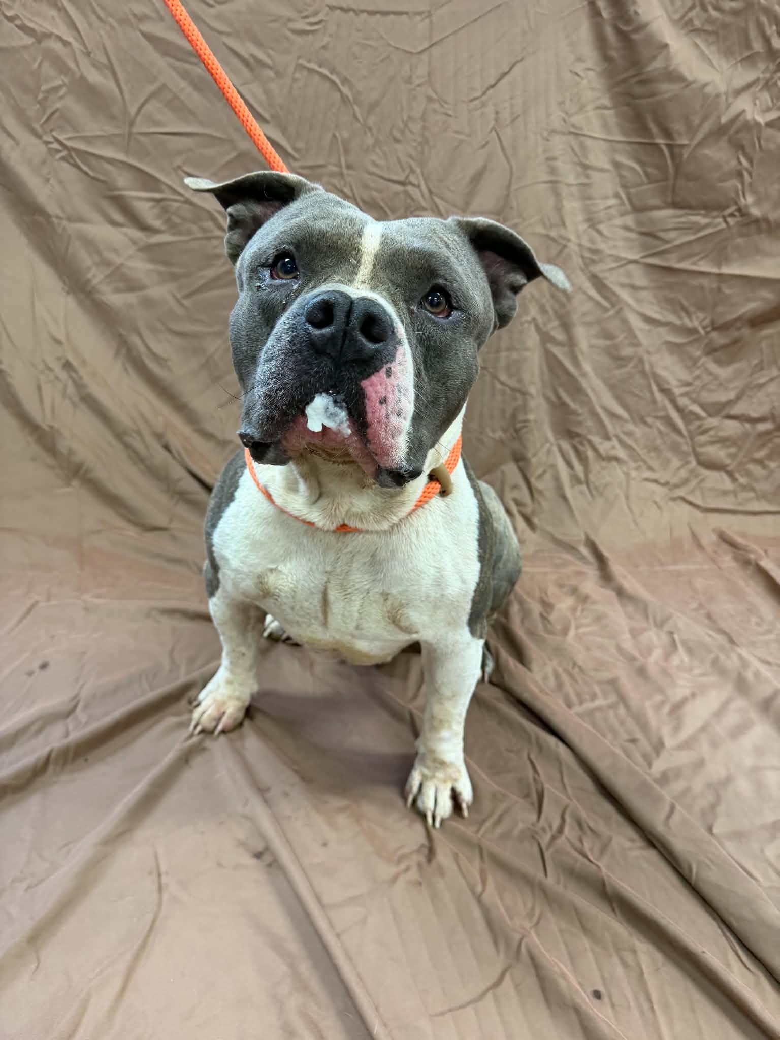 Enlarge Big Bruce, a Adoptable mixed breed in Shelbyville, KY image 3/5