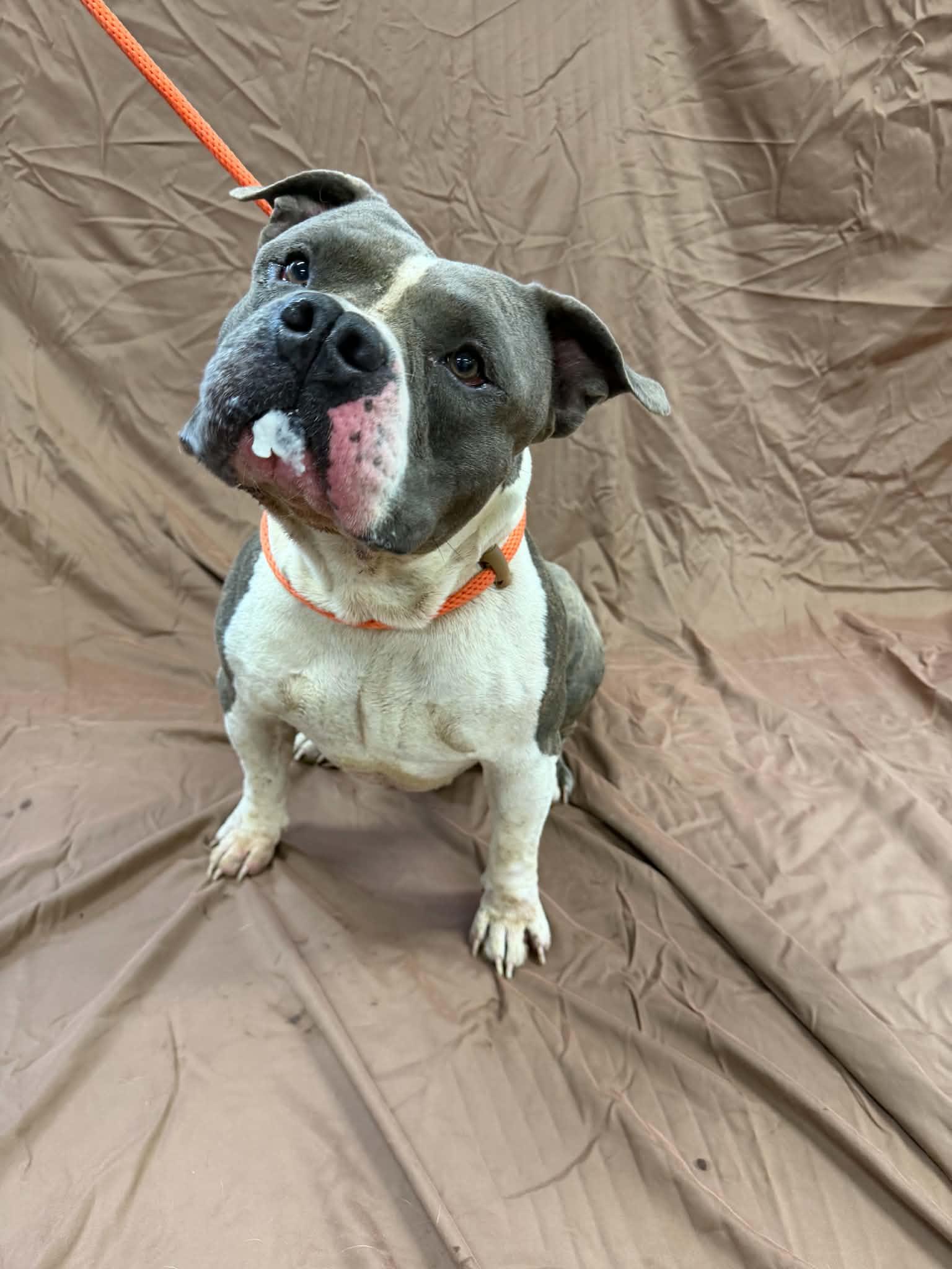 Enlarge Big Bruce, a Adoptable mixed breed in Shelbyville, KY image 4/5