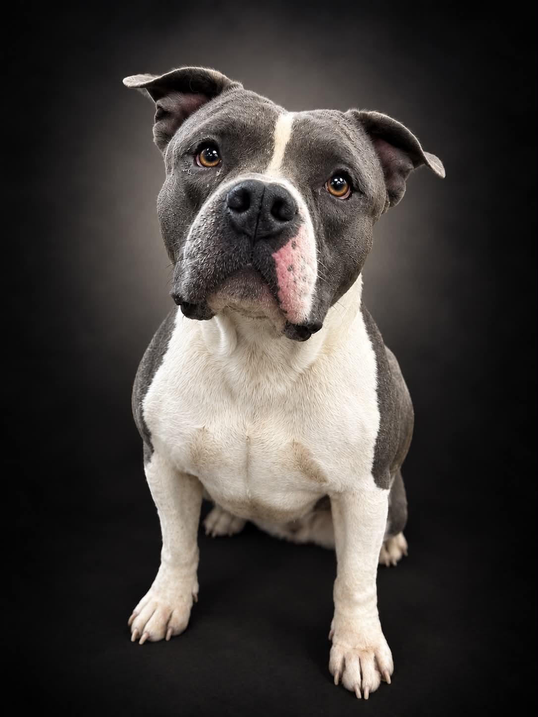 Enlarge Big Bruce, a Adoptable mixed breed in Shelbyville, KY image 5/5