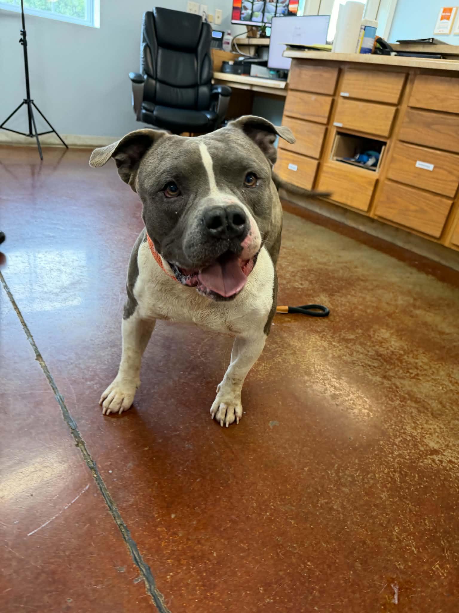 Enlarge Big Bruce, a Adoptable mixed breed in Shelbyville, KY image 2/5